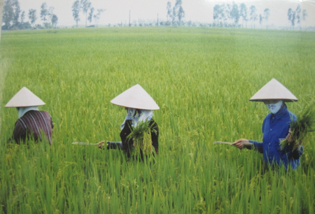Hiệu quả từ mô hình Liên kết 4 nhà trong sản xuất lúa tại Vĩnh Long