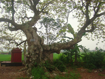 Ðược công nhận là cây di sản Việt Nam