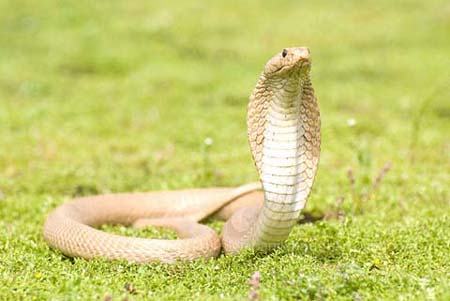 Thái Bình không chỉ là nơi sản sinh ra người nổi tiếng, mà còn là nơi sinh sống của nhiều loài rắn độc. Hãy cùng thưởng thức những hình ảnh tuyệt đẹp về rắn độc Thái Bình để có trải nghiệm khám phá tuyệt vời nhất!
