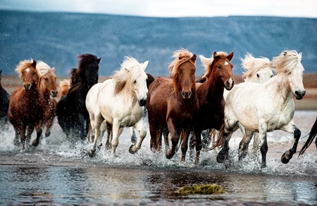Hình Nền Ngựa Trắng Hoang Dã Trong Nước Tối | Nền JPG Tải xuống miễn phí -  Pikbest
