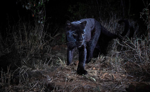 Báo đen Châu Phi là biểu tượng của sức mạnh và tinh thần chiến đấu. Những hình ảnh về loài báo đen này sẽ khiến bạn ngạc nhiên và kích thích trí tò mò. Hãy cùng khám phá thế giới bí ẩn của chúng!