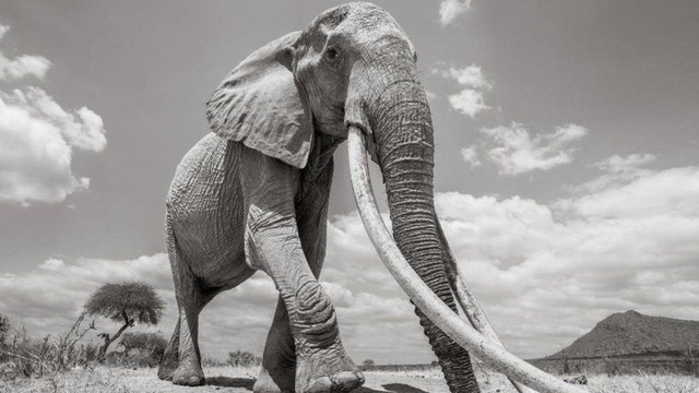 Những hình ảnh cuối cùng về “voi nữ hoàng” có đôi ngà khổng lồ ở Kenya - Ảnh 10.