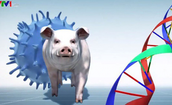Trung Quốc phân lập thành công chủng virus dịch tả lợn châu Phi
