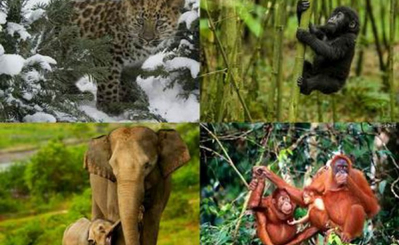 Ngày Thế giới bảo vệ động, thực vật hoang dã 3/3/2022: Khôi phục các loài trọng yếu để phục hồi hệ sinh thái