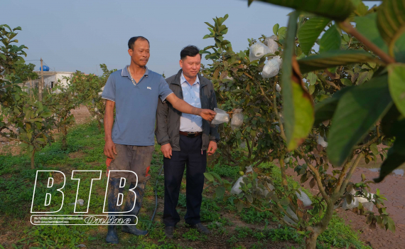 Làm giàu từ trồng cây ăn quả  Trang thông tin điện tử Huyện Như Xuân   tỉnh Thanh Hóa
