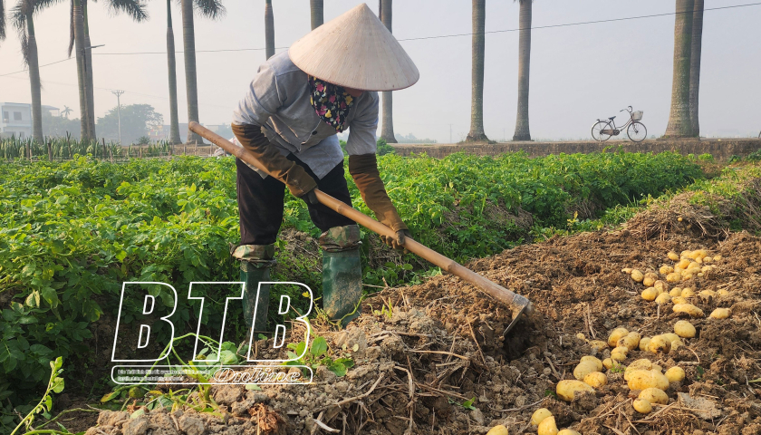  Gieo trồng cây màu vụ xuân đạt gần 98% kế hoạch