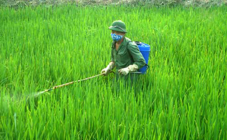 Tăng cường công tác chỉ đạo sản xuất, phòng trừ sâu bệnh bảo vệ lúa Xuân và đẩy mạnh gieo trồng cây màu vụ Hè năm 2013
