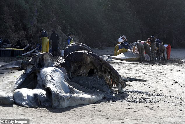 Xác cá voi liên tục trôi dạt vào bờ biển San Francisco vì... chết đói - Ảnh 3.