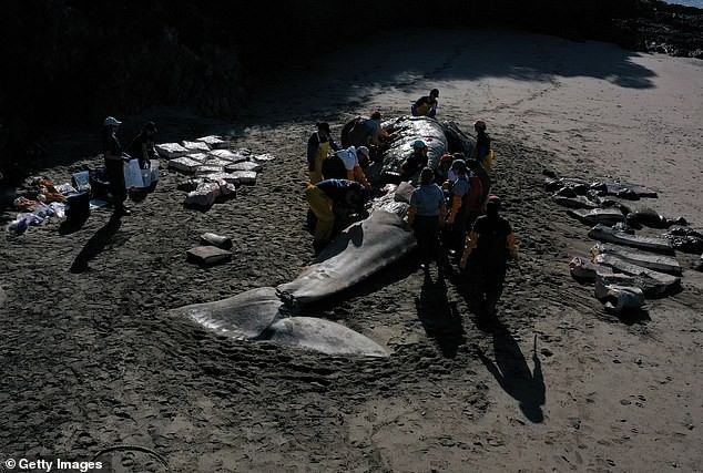 Xác cá voi liên tục trôi dạt vào bờ biển San Francisco vì... chết đói - Ảnh 2.