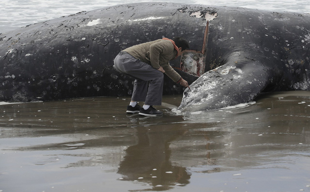 Điều tra nguyên nhân cá voi xám chết hàng loạt tại California, Mỹ - Ảnh 1.