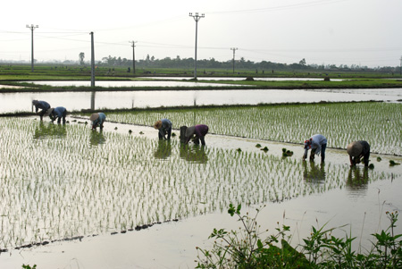 Khắc phục chậm thời vụ tr&#111;ng gieo cấy lúa mùa ở Kiến Xương