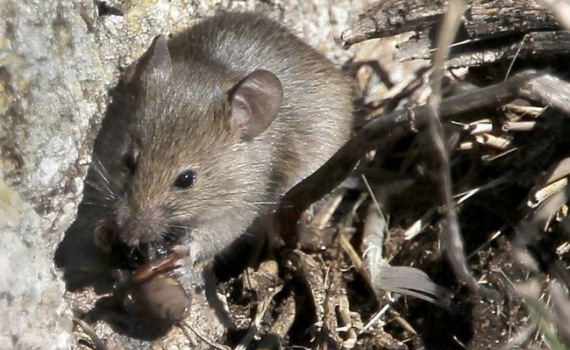 Kế hoạch diệt chuột gây tranh cãi ở Mỹ