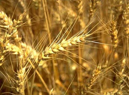 Sản lượng lúa mì của Hoa Kỳ sụt giảm