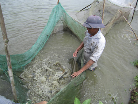 Hiệu quả nuôi trồng thủy sản