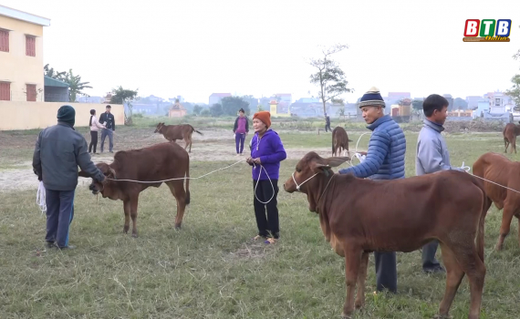 Con bò giảm nghèo ở Kiến Xương    