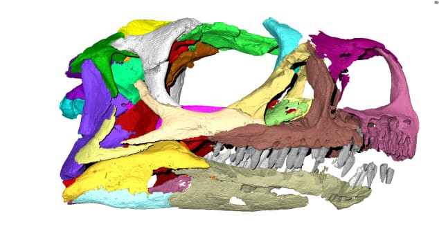 Phát hiện loài khủng long mới sau vài thập kỉ nằm dài trong bảo tàng - Ảnh 1.