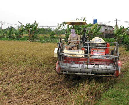 Nan giải bài toán tăng thu nhập cho người trồng lúa

