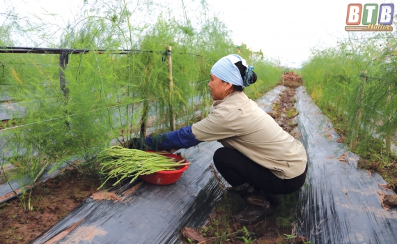 Quảng Nam Hiệu quả mô hình trồng măng tây xanh an toàn
