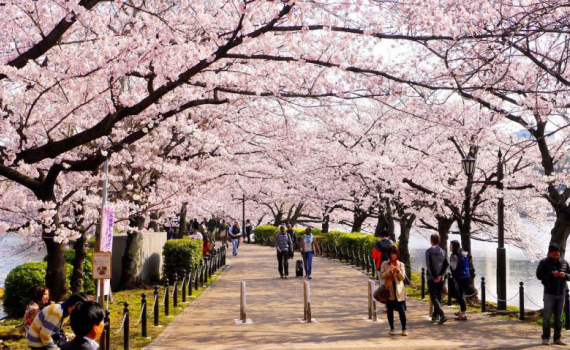Nhật Bản là điểm đến hoàn hảo cho những người muốn khám phá vẻ đẹp của một đất nước đầy bí ẩn và lịch sử. Từ Tokyo với phong cách hiện đại đến Kyoto với những ngôi đền thánh thiêng, Nhật Bản khiến bạn trầm trồ với Du Lịch Nhật Bản. Hãy click để xem hình ảnh đẹp của nơi này.