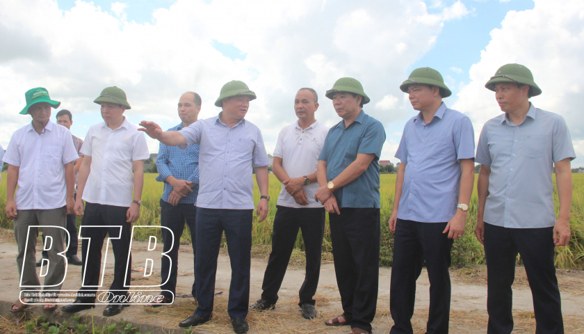 Các đồng chí lãnh đạo tỉnh kiểm tra sản xuất nông nghiệp tại Đông Hưng, Quỳnh Phụ