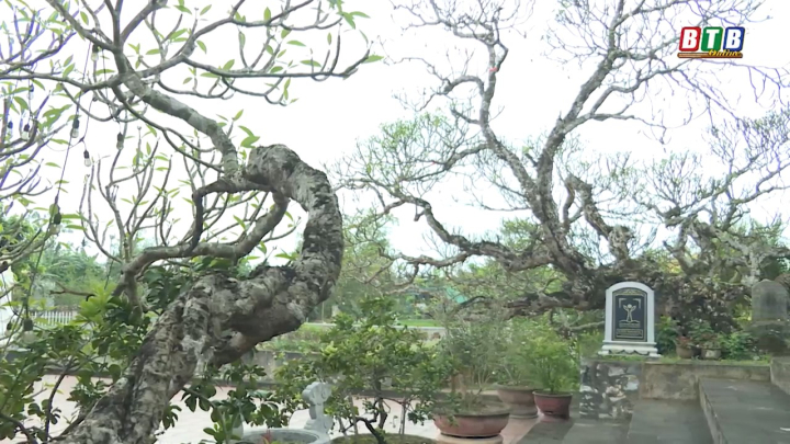 Hai cây đại cổ - linh hồn của làng quê Đồng Thanh
