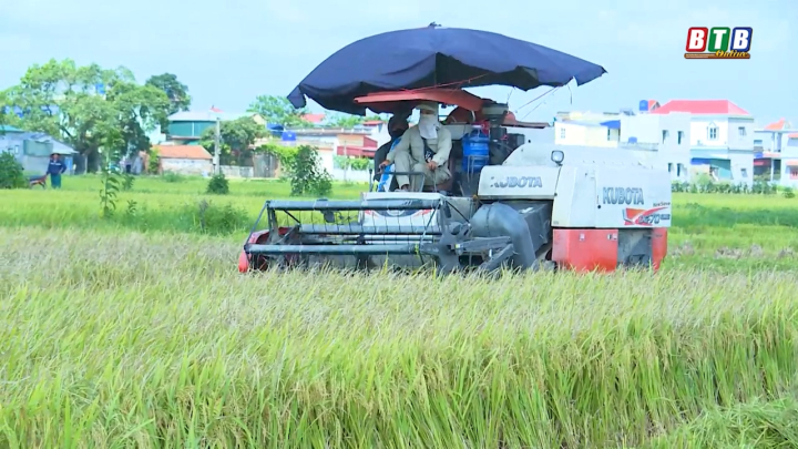Niềm vui được mùa lúa xuân