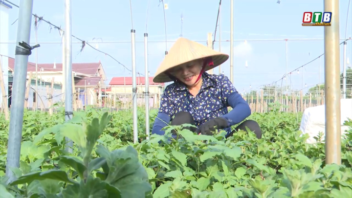 Nông dân Vũ Thư trông chờ vào vụ hoa tết